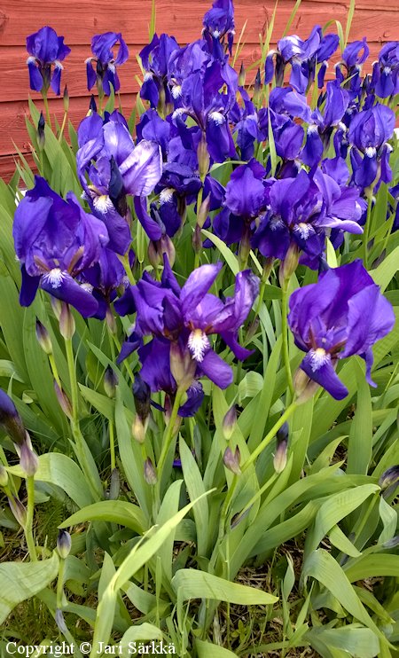  Iris germanica, saksankurjenmiekka 